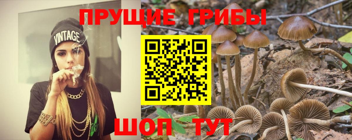 Псилоцибиновые грибы Psilocybe  Вход с VPN  Алексин 